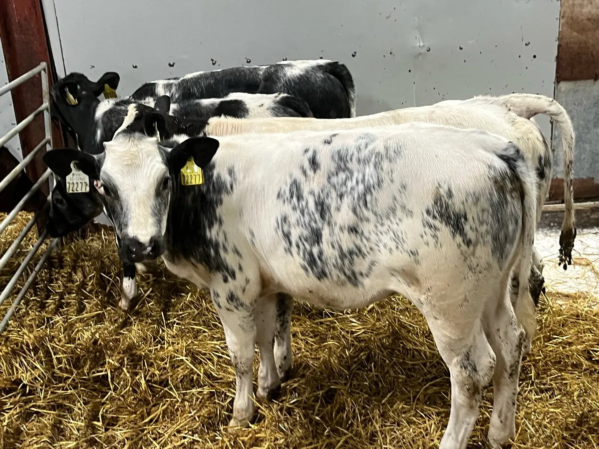 Real Super U Grade BB Heifer Runners - Image 1