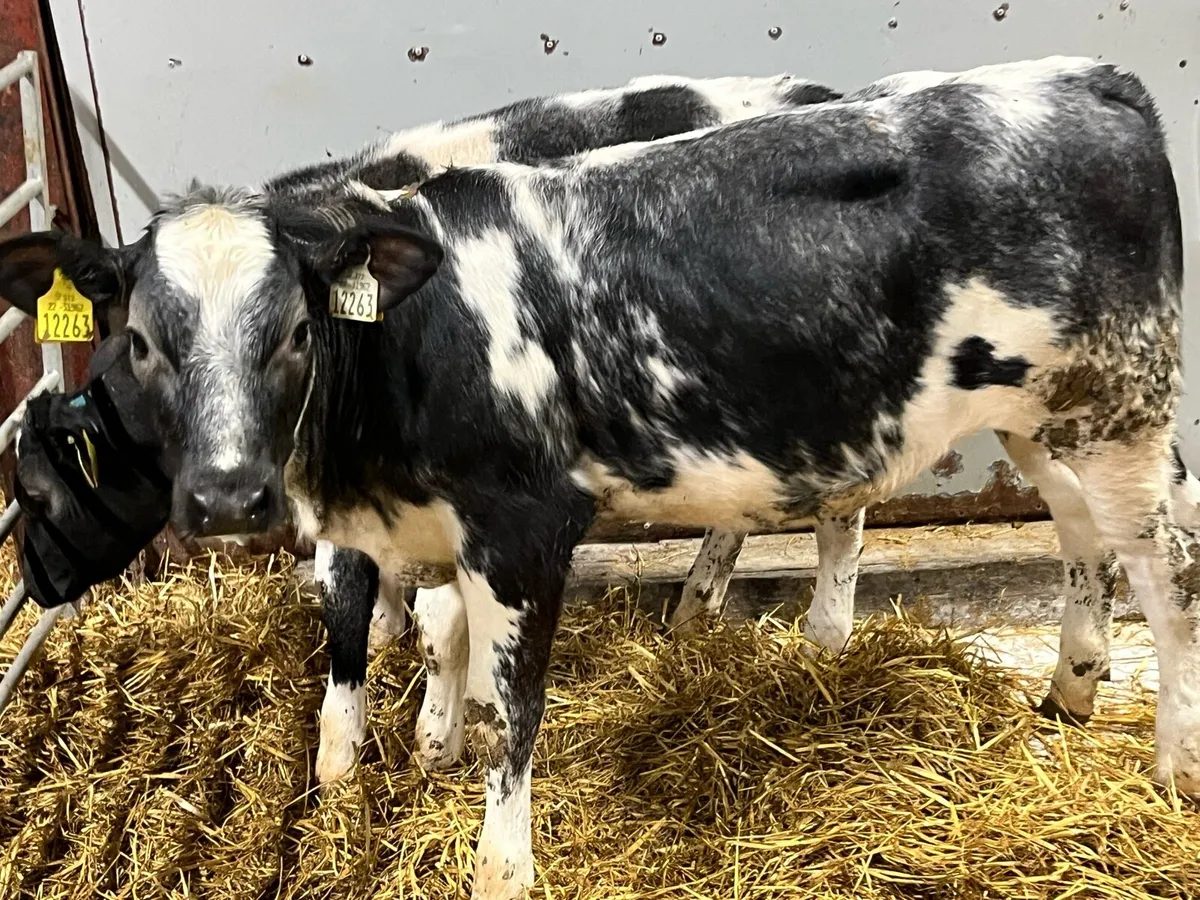 Real Super U Grade BB Heifer Runners - Image 2