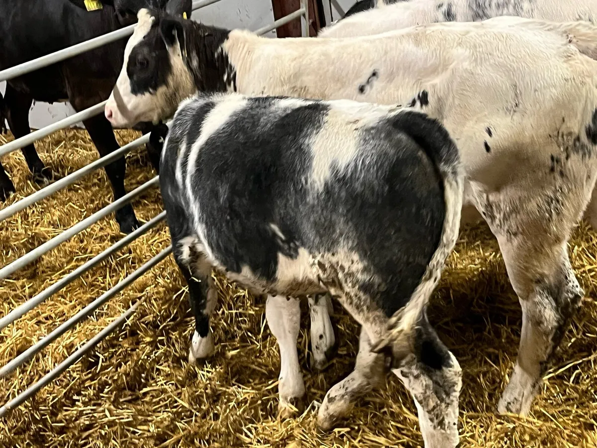 Real Super U Grade BB Heifer Runners - Image 4