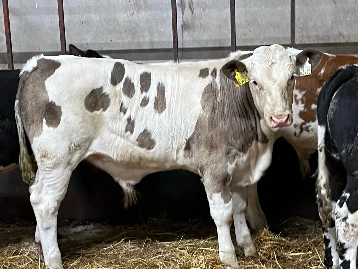 Serious U Grade Bull Weanlings - Image 1