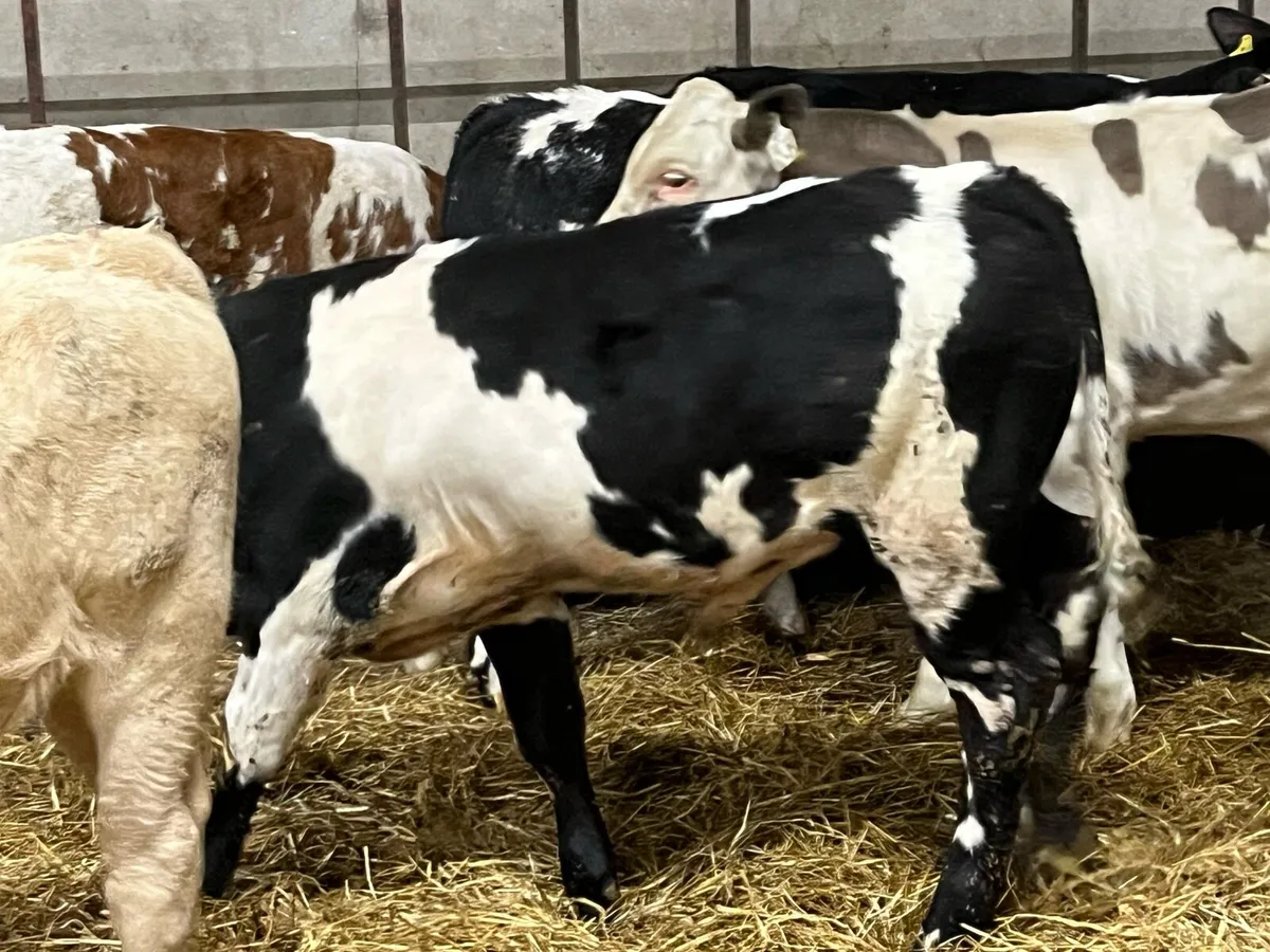 Serious U Grade Bull Weanlings - Image 2
