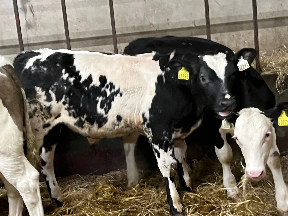 Serious U Grade Bull Weanlings - Image 4