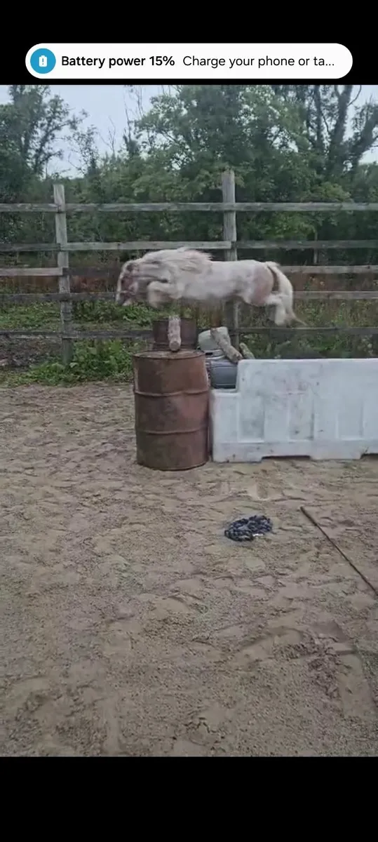 Jumping Pony - Image 1