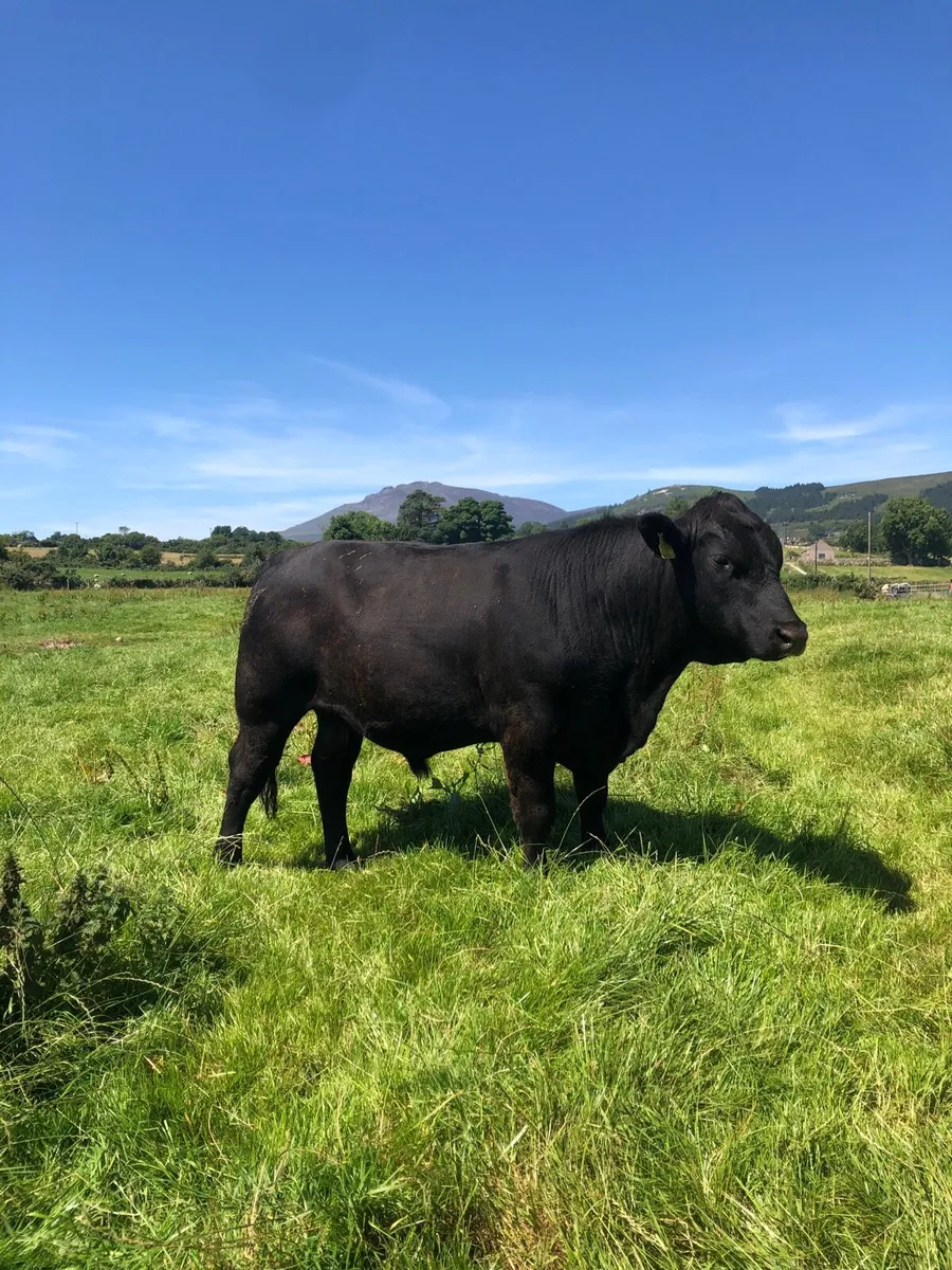 Pedigree Aberdeen Angus bull - Image 2