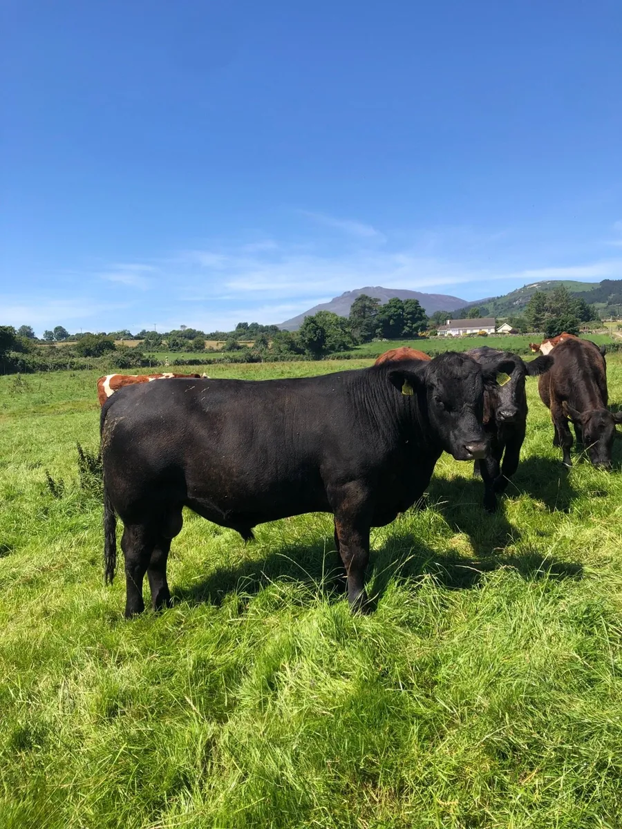 Pedigree Aberdeen Angus bull - Image 3