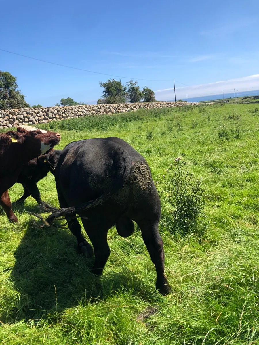 Pedigree Aberdeen Angus bull - Image 4