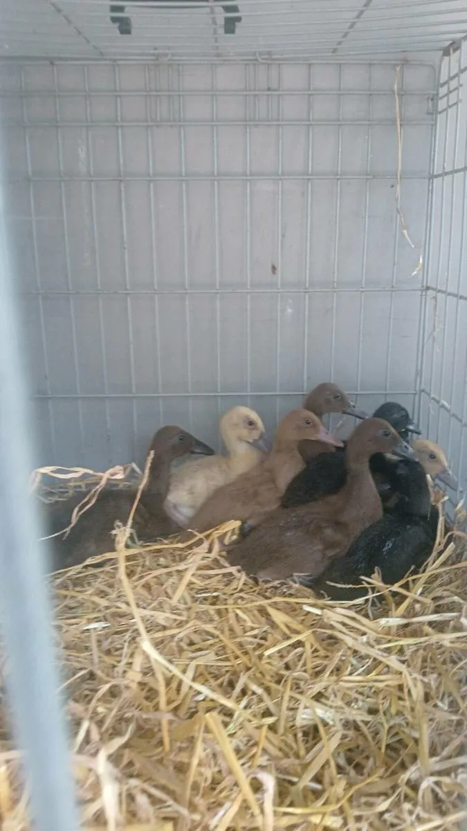 Poultry for sale - Image 1