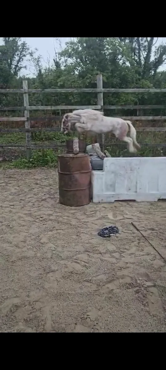 Jumping Pony - Image 3