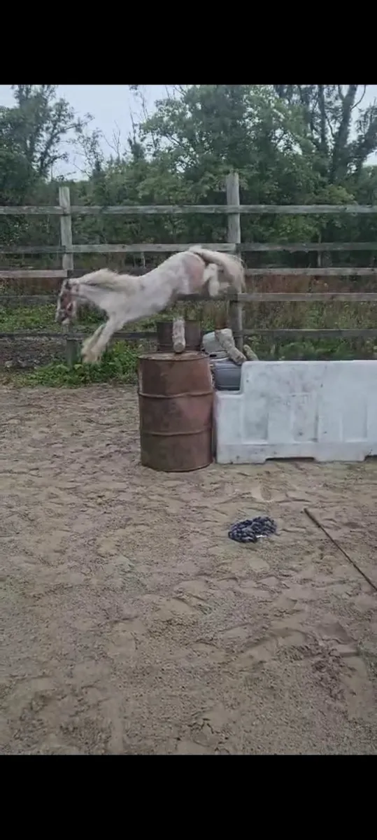 Jumping Pony - Image 2