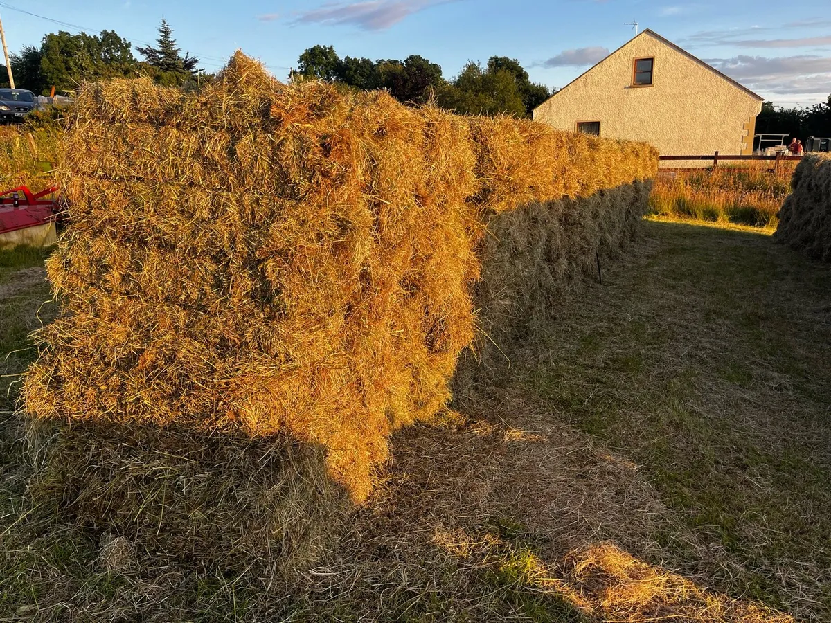 Hay forsale - Image 1