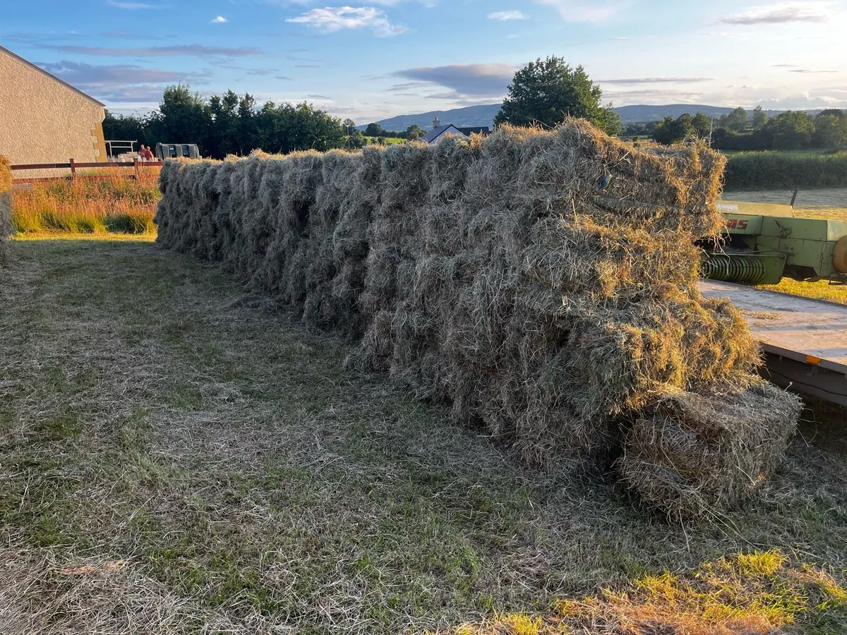 Hay forsale - Image 2