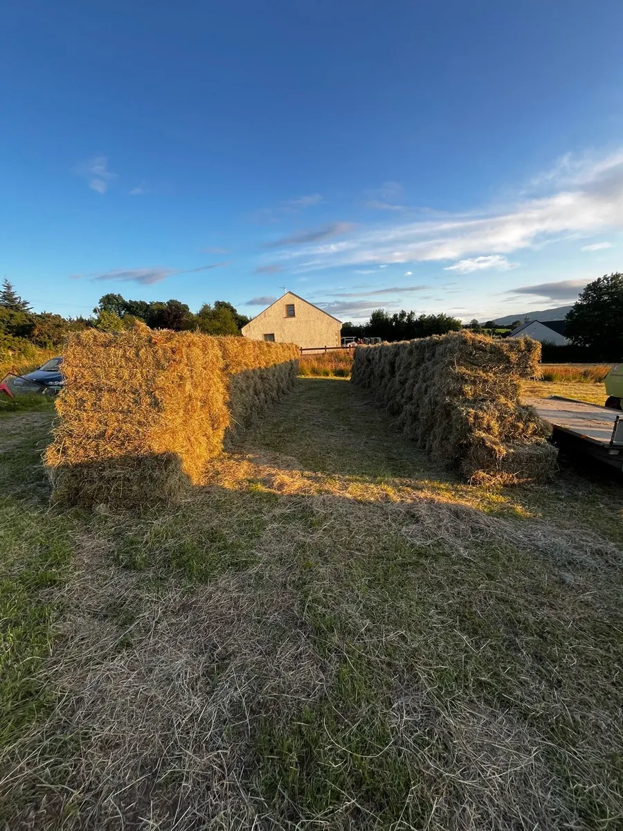 Hay forsale - Image 3