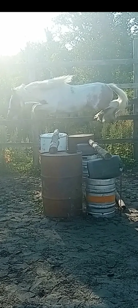 Jumping Pony - Image 4
