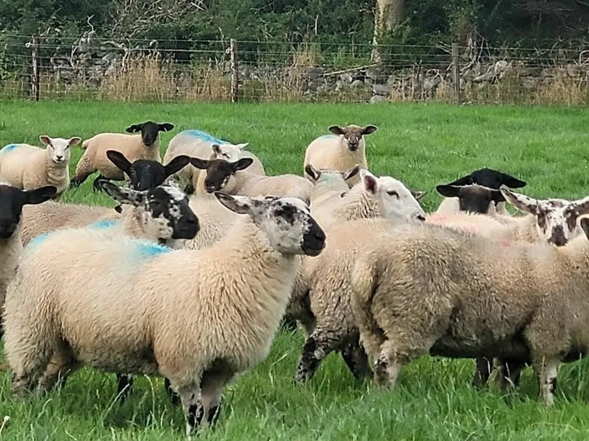 🧨40 Smashing Suffolk × and Texel x Ewe lambs 🧨 - Image 2