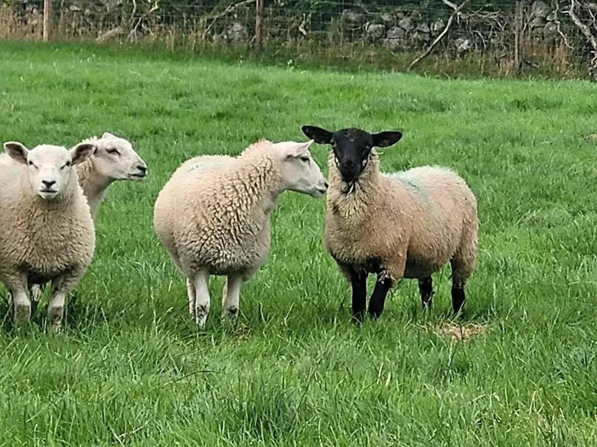 🧨40 Smashing Suffolk × and Texel x Ewe lambs 🧨 - Image 3