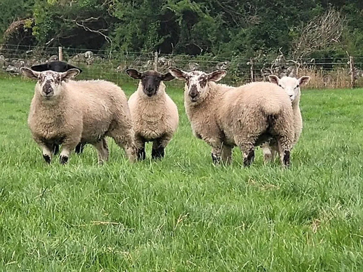 🧨40 Smashing Suffolk × and Texel x Ewe lambs 🧨 - Image 1