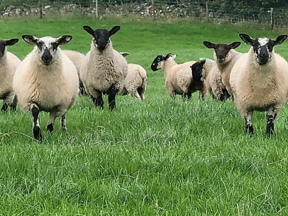 🧨40 Smashing Suffolk × and Texel x Ewe lambs 🧨 - Image 4
