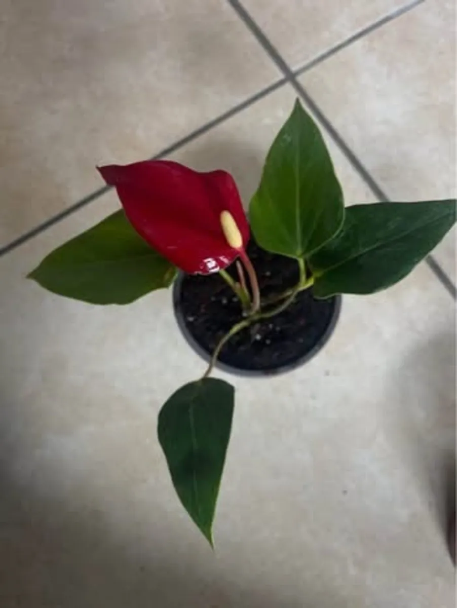 Indoor plants - Image 1