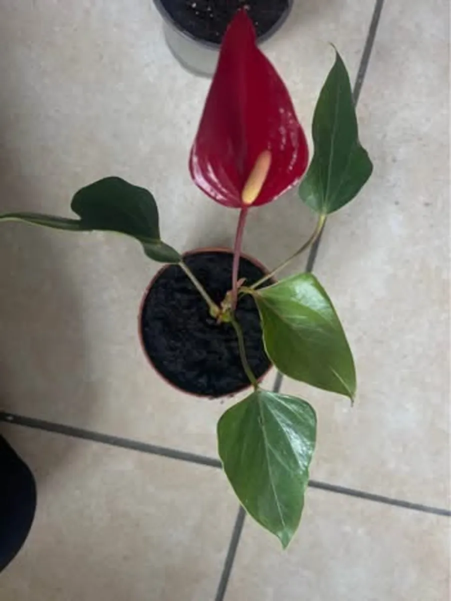 Indoor plants - Image 3