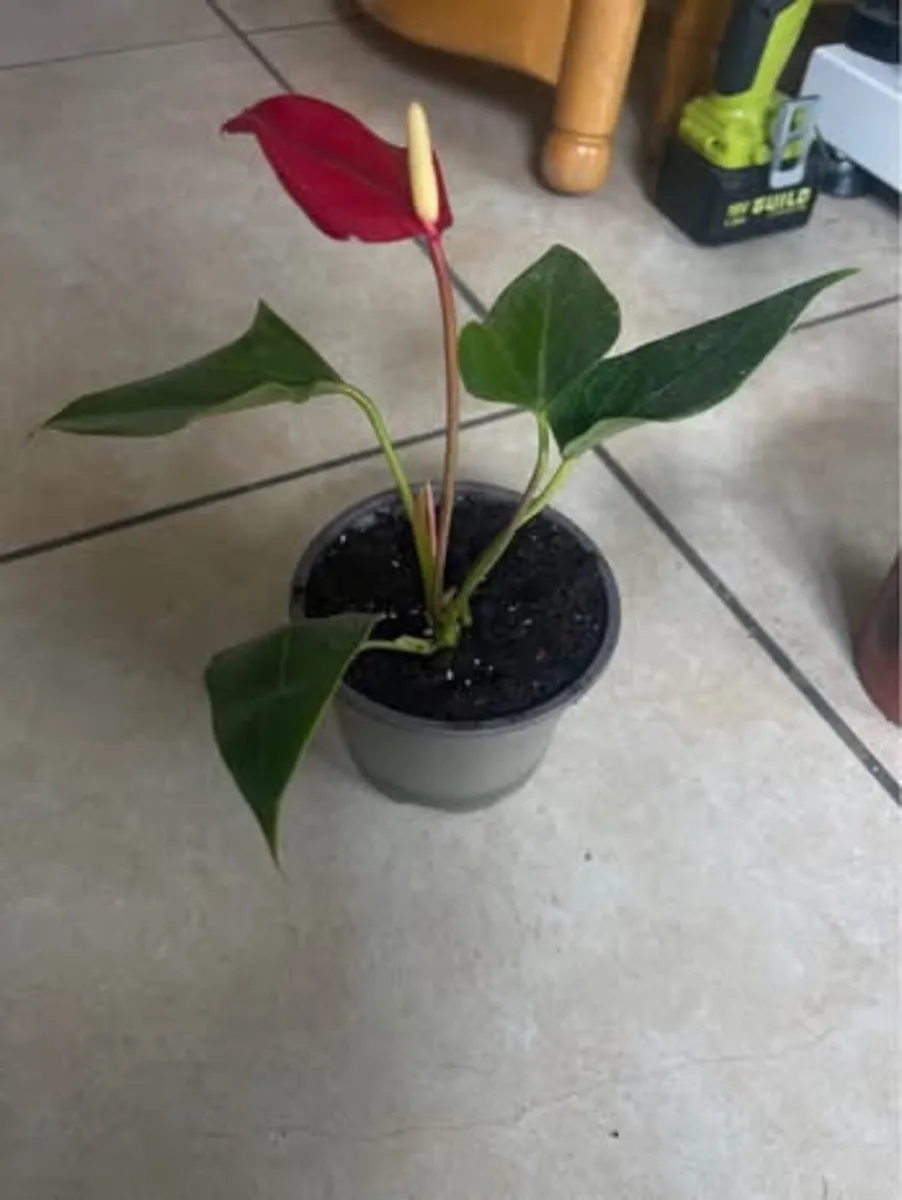 Indoor plants - Image 4