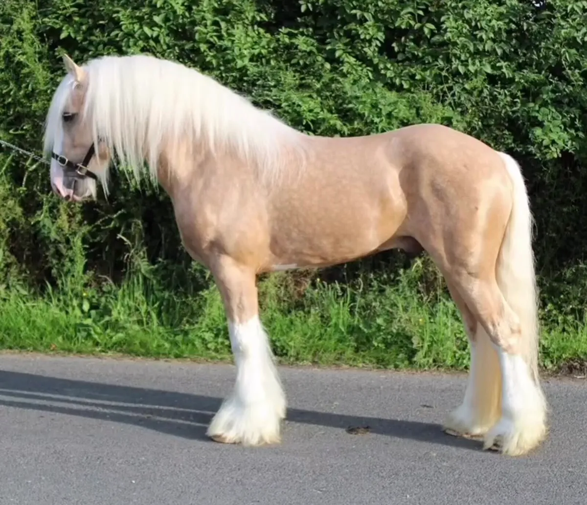Stallion At Stud - Image 1