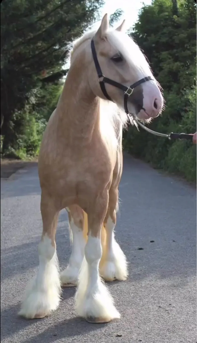 Stallion At Stud - Image 2