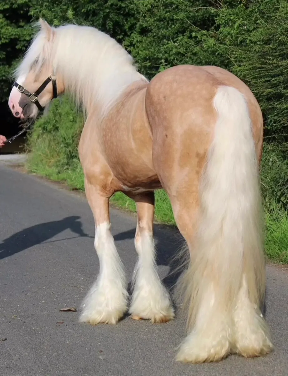 Stallion At Stud - Image 3
