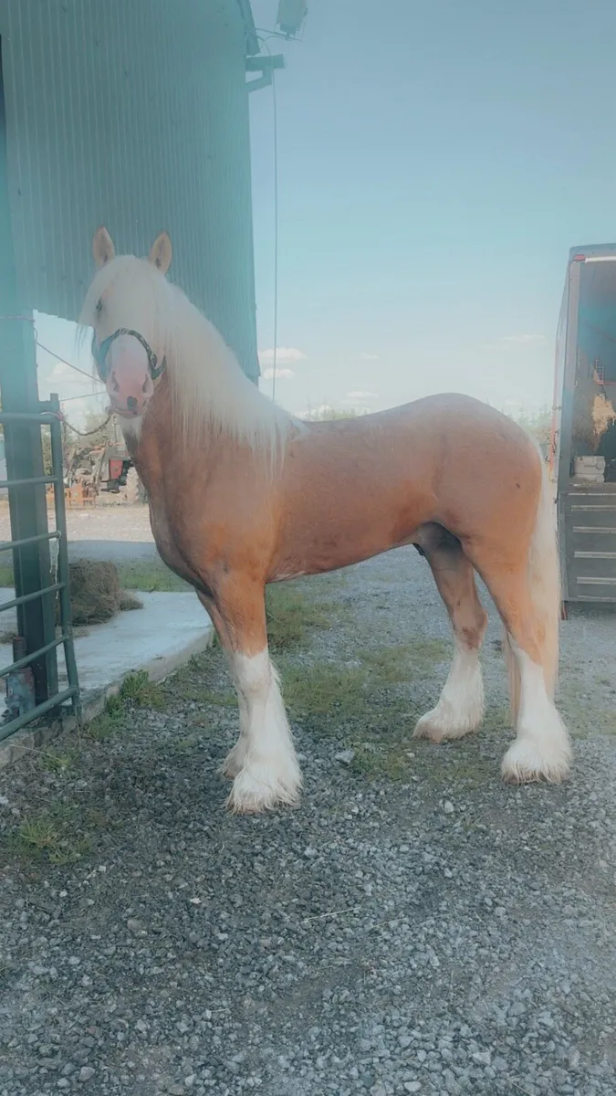 Stallion At Stud - Image 4