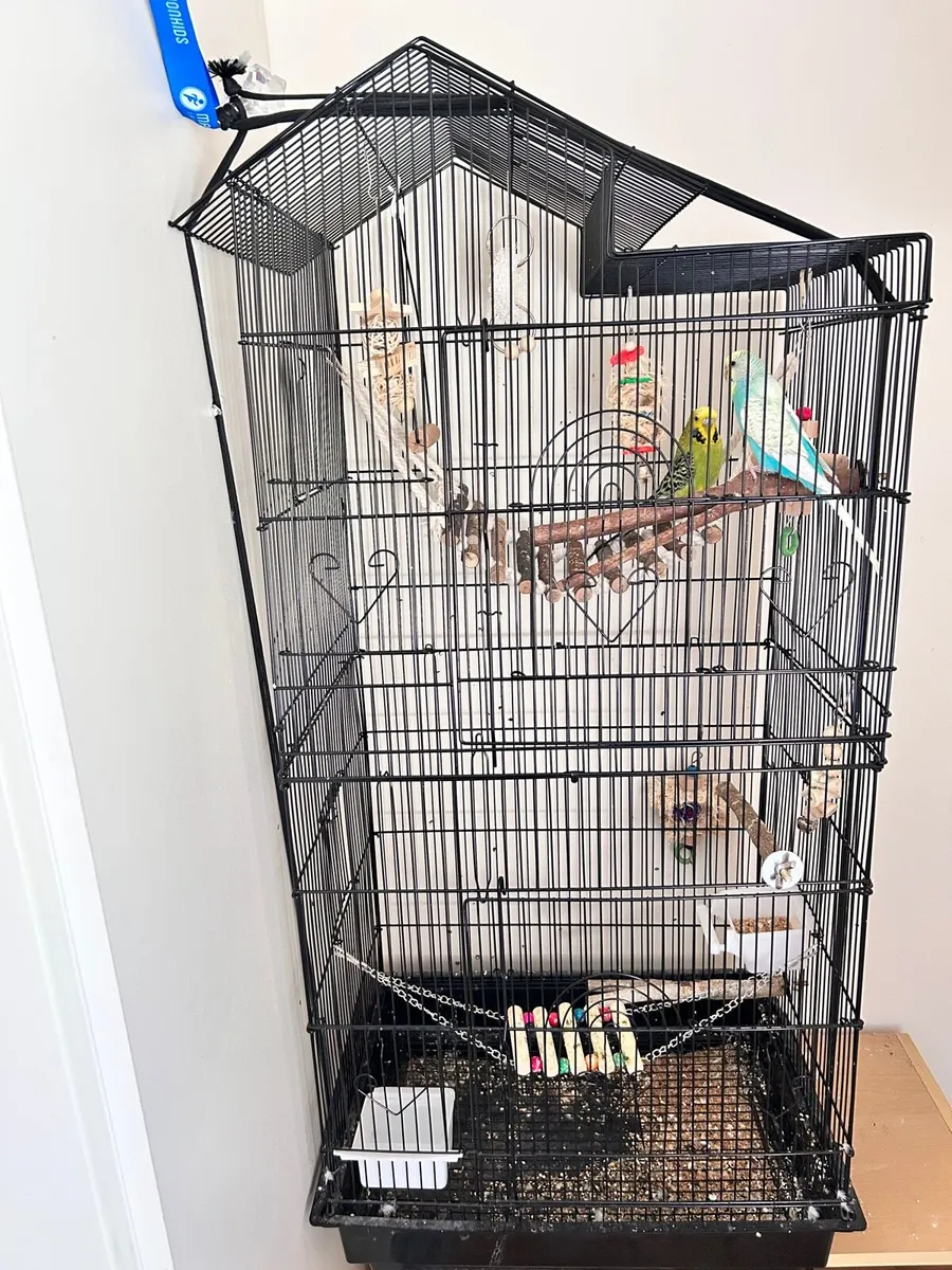 2x budgies with the cage+accessories - Image 1