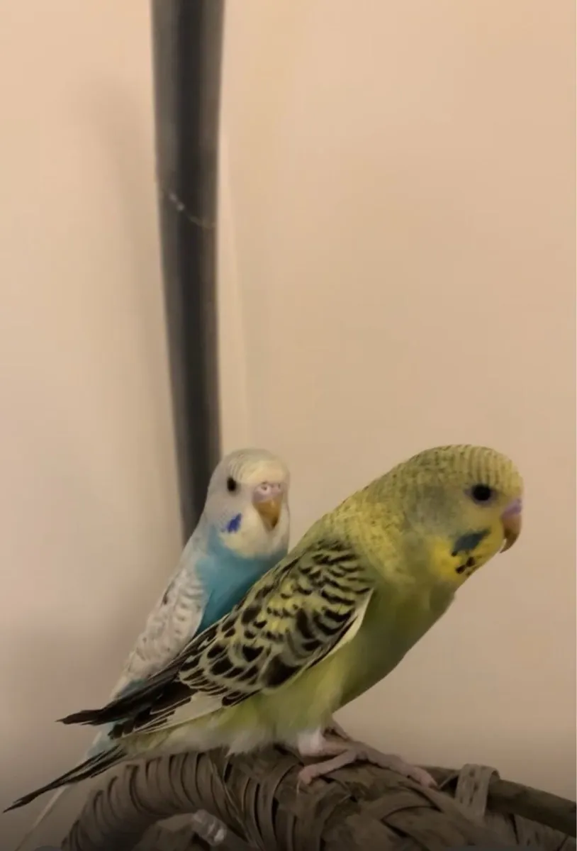 2x budgies with the cage+accessories - Image 2