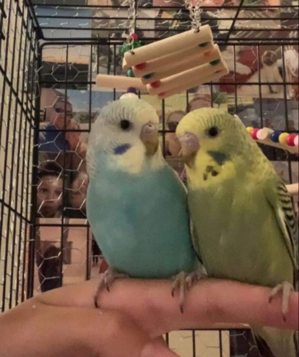 2x budgies with the cage+accessories - Image 3