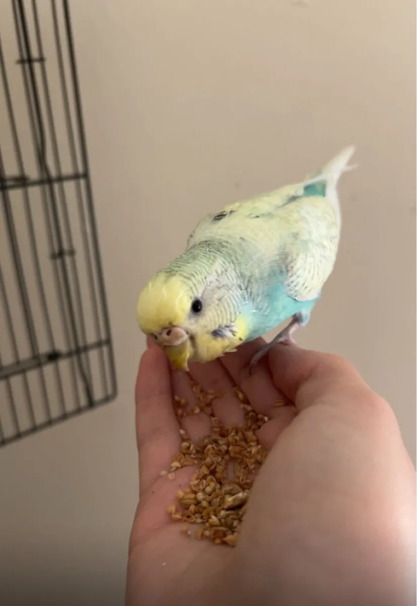 2x budgies with the cage+accessories - Image 4