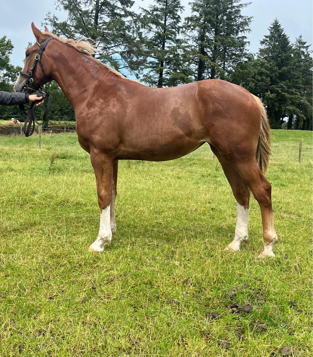 Irish Draught Yearling Filly - Image 1