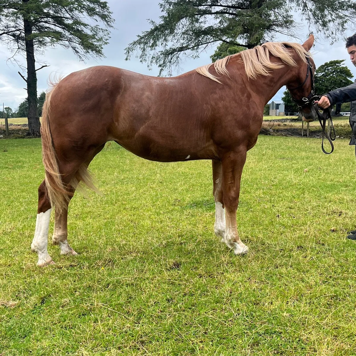 Irish Draught Yearling Filly - Image 2