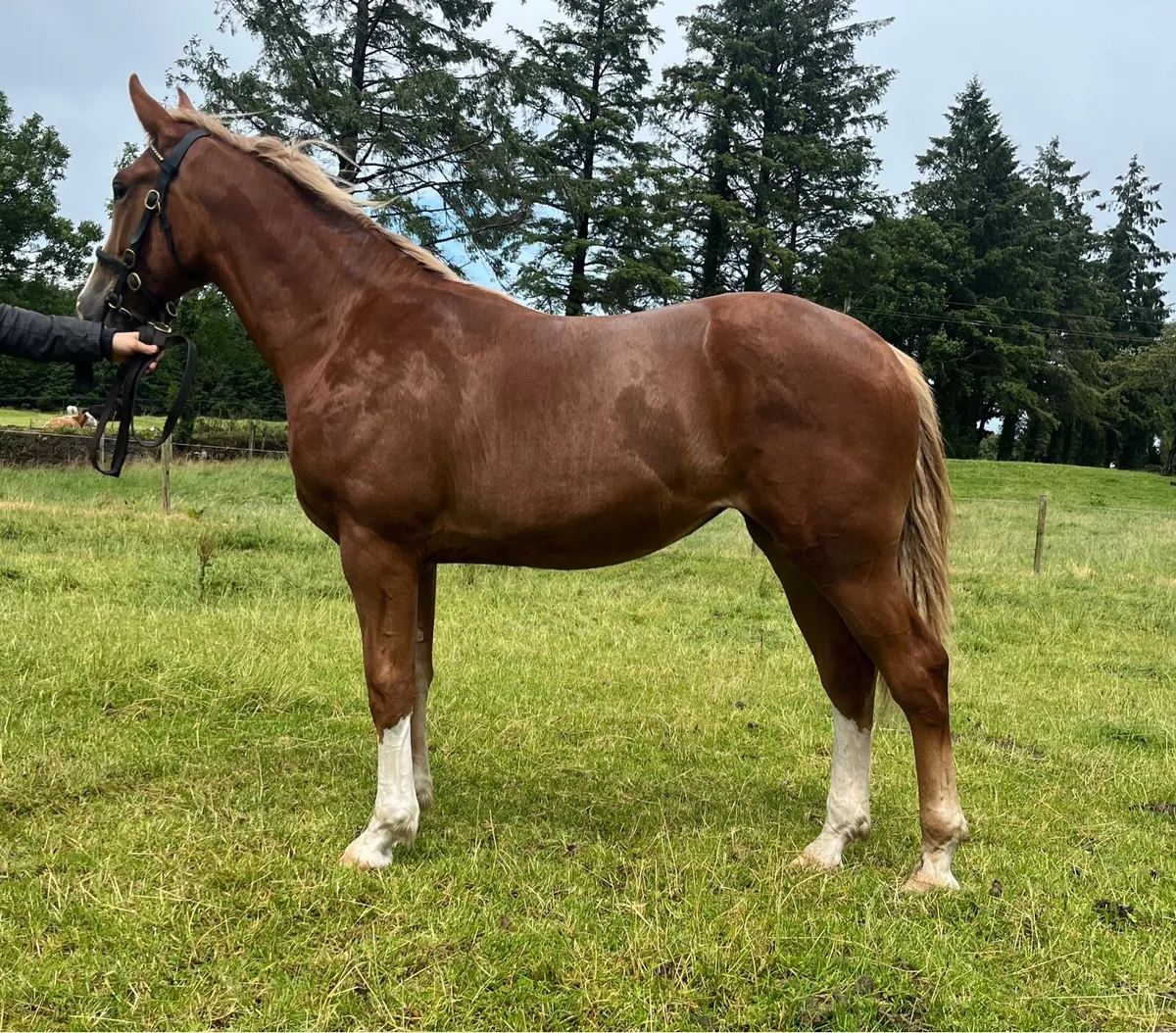 Irish Draught Yearling Filly - Image 3