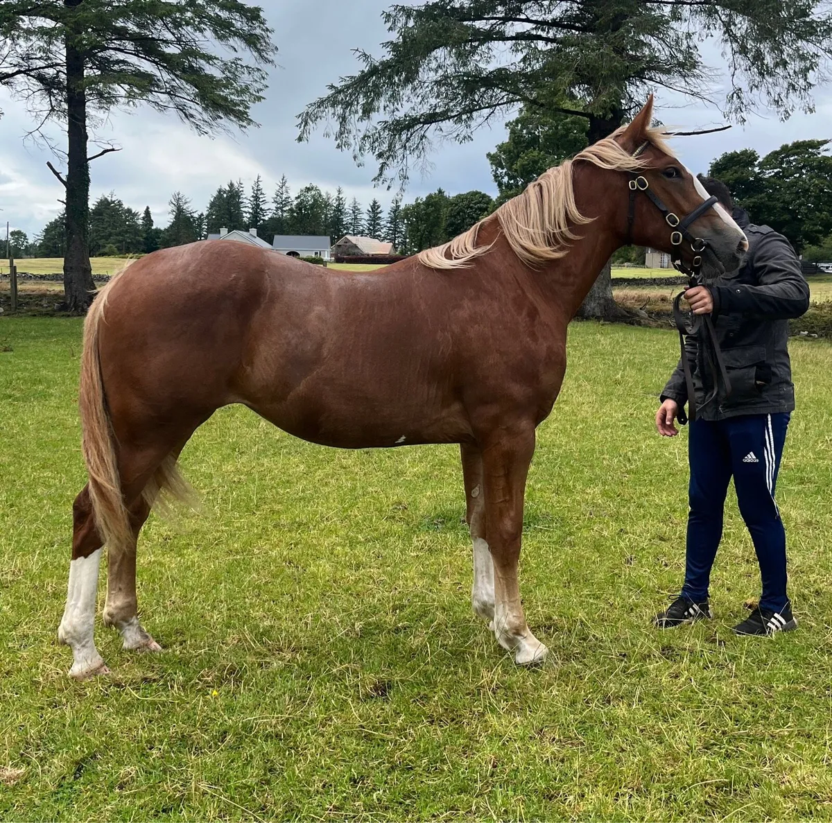 Irish Draught Yearling Filly - Image 4