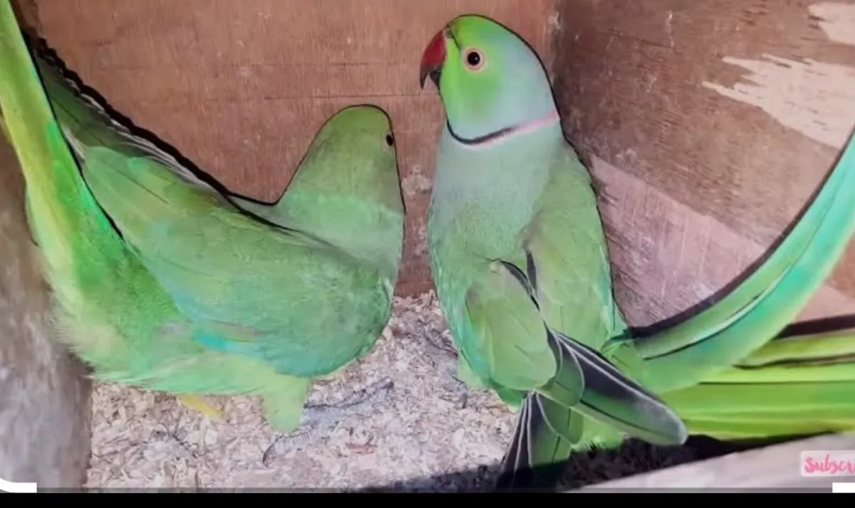 Ringneck - Image 1