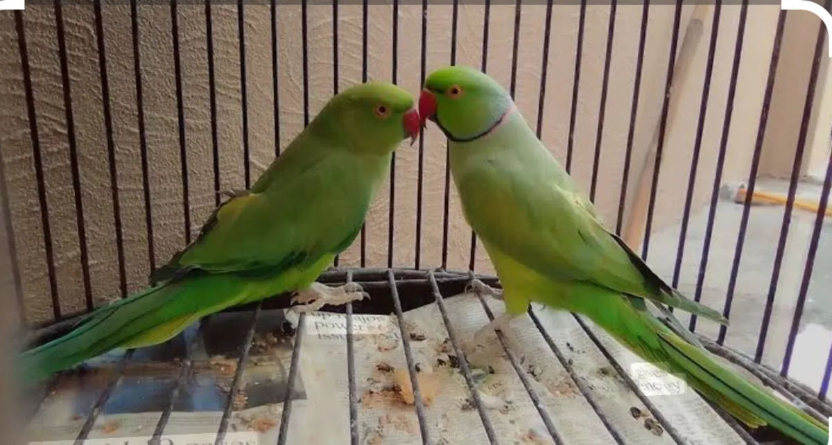 Ringneck - Image 2