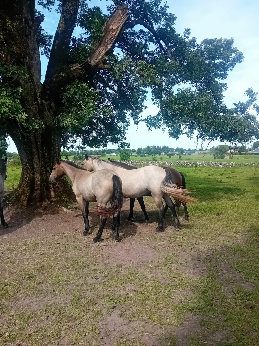 Ponies - Image 3