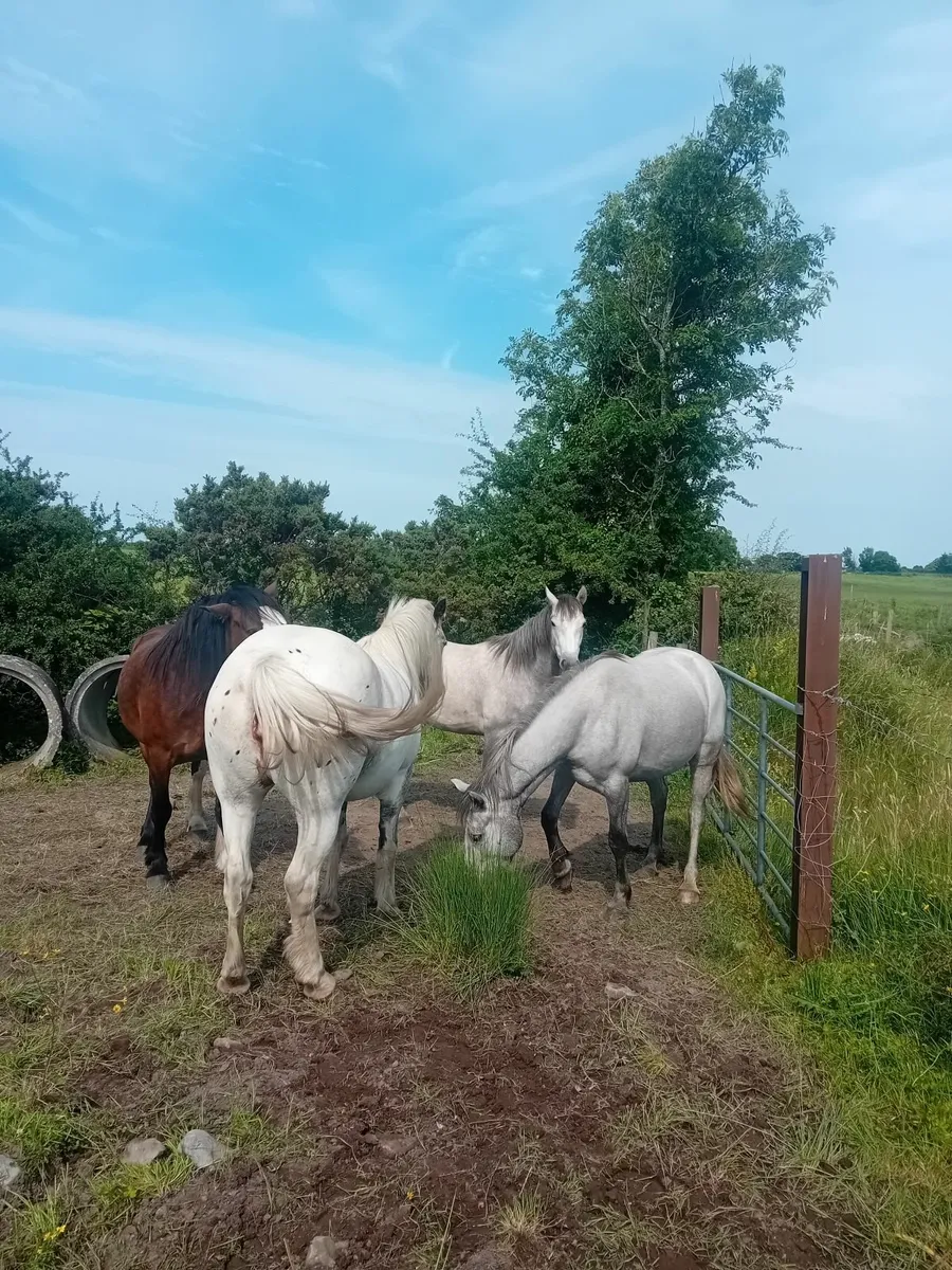 Ponies - Image 4