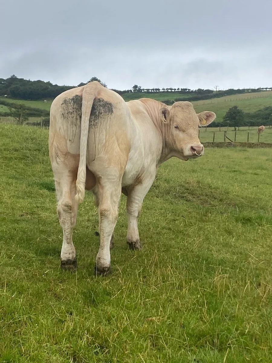 Bull Milford mart Wednesday 16th of July - Image 3