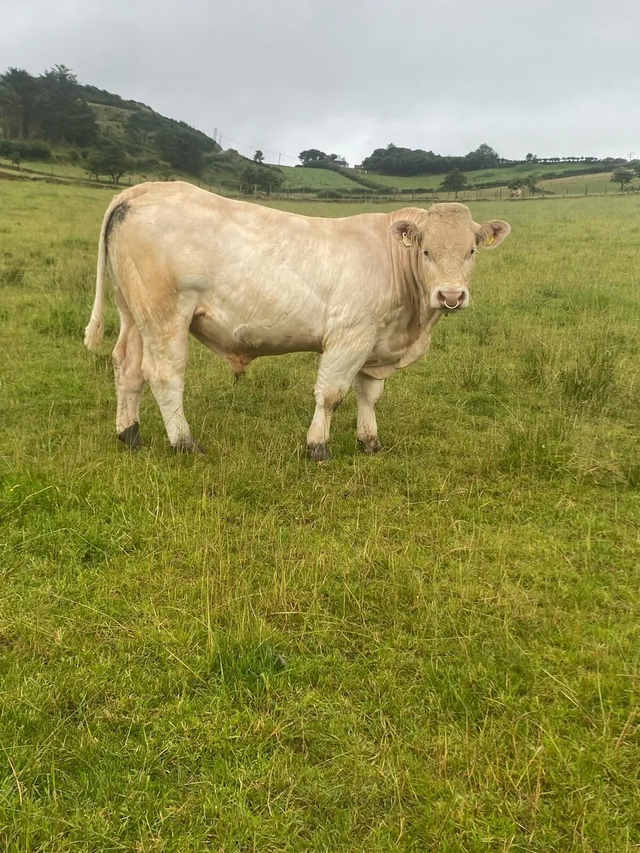 Bull Milford mart Wednesday 16th of July - Image 4