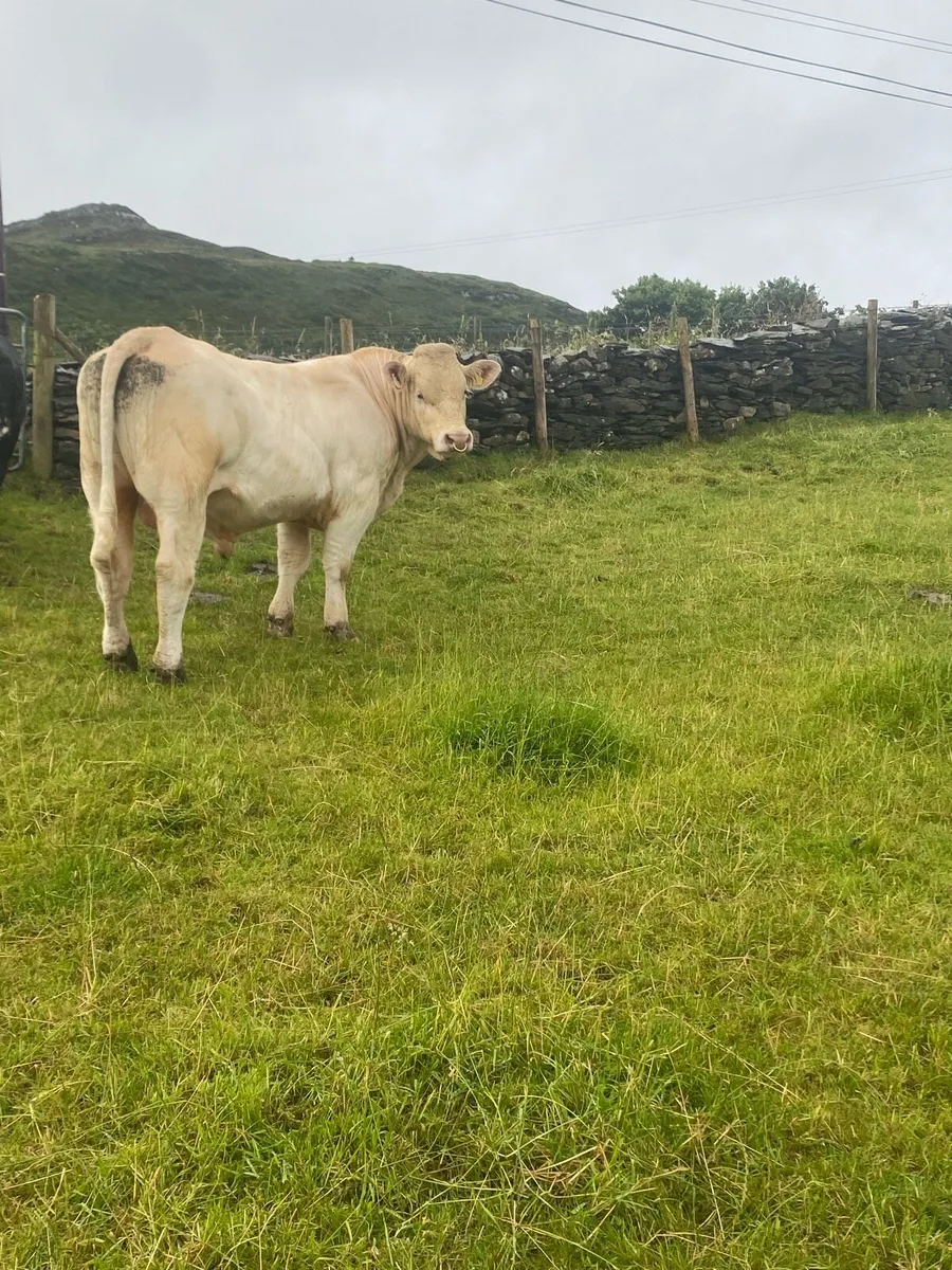 Bull Milford mart Wednesday 16th of July - Image 2