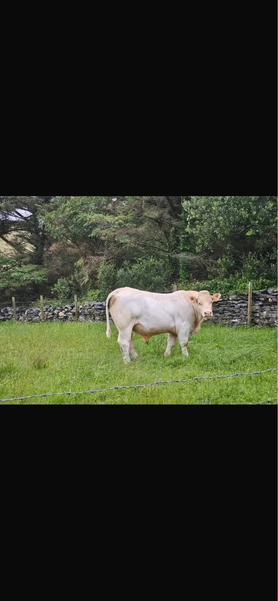 Bull Milford mart Wednesday 16th of July - Image 1