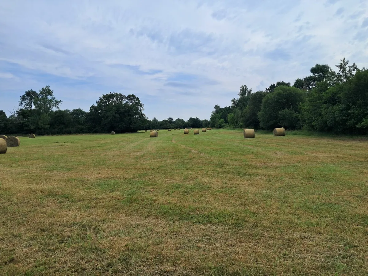 Hay - Image 3