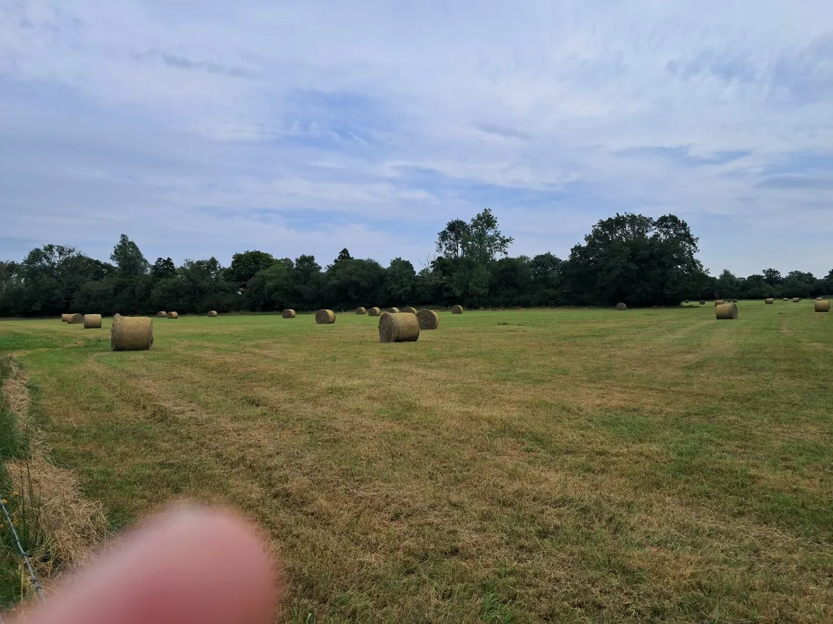 Hay - Image 4
