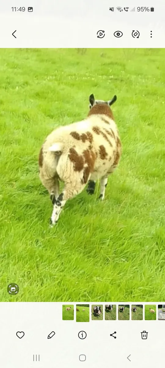 Dutch spotted - Image 1