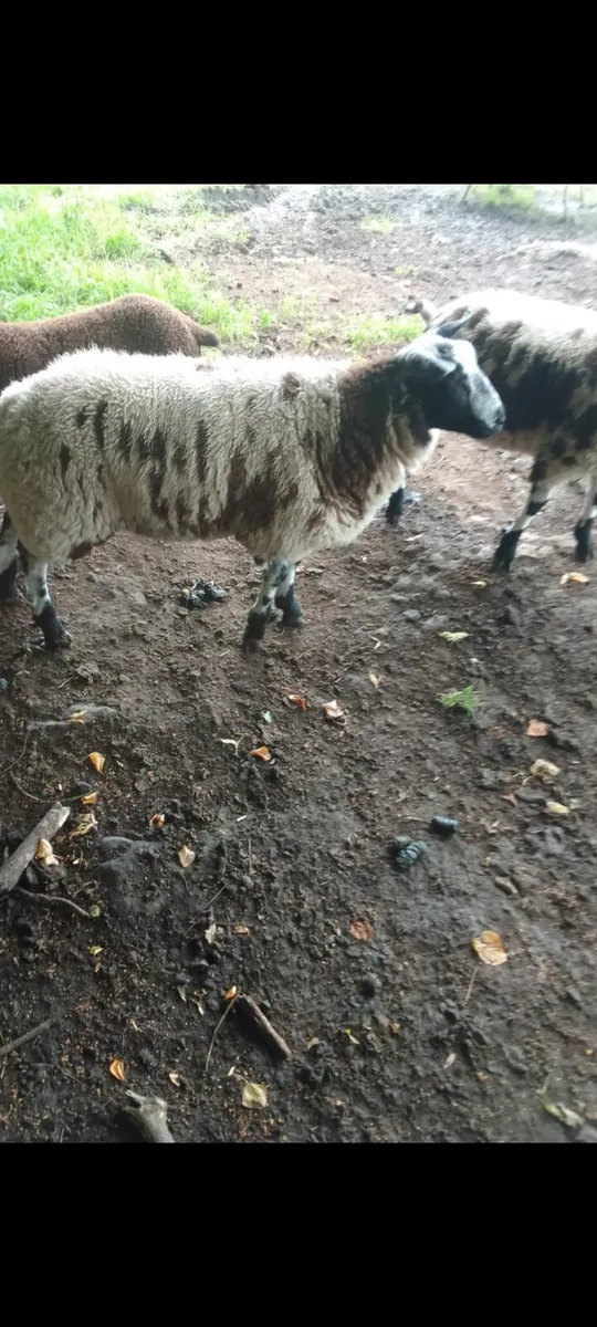 Dutch spotted - Image 2