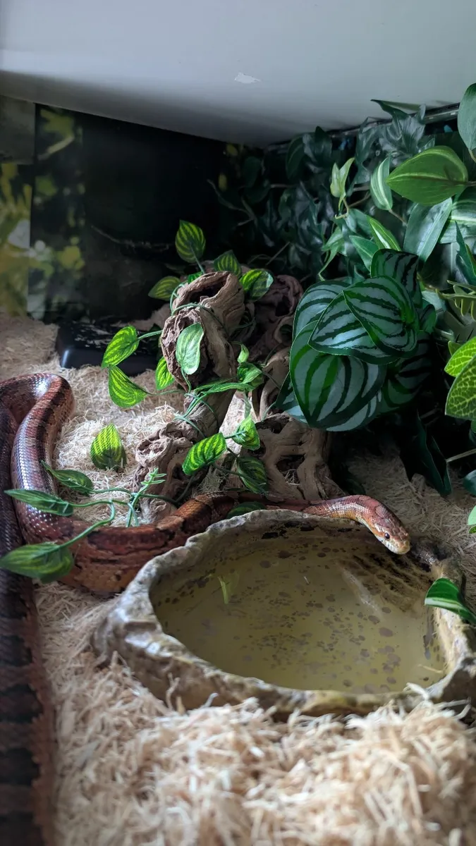 FREE Cornsnake with full setup - Image 1