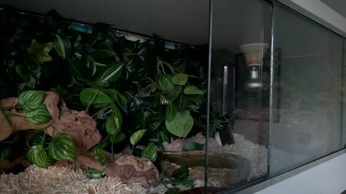 FREE Cornsnake with full setup - Image 2